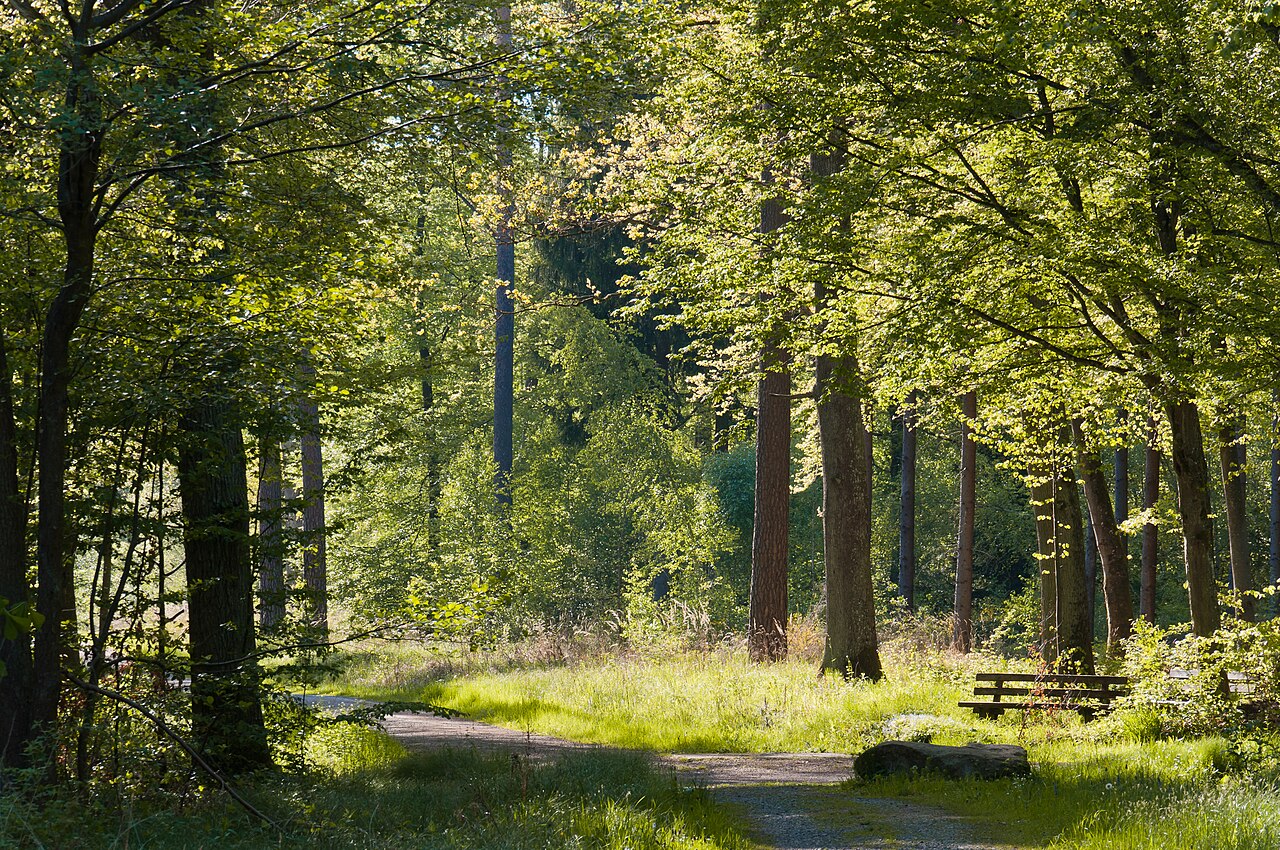 Forest track in the natural reserve "Rotwildpark", Stuttgart, Germany