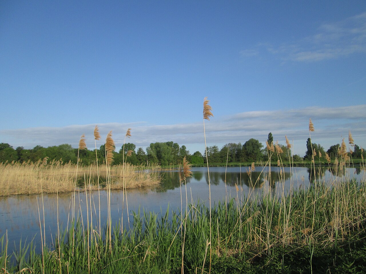 Wasserflächen im Landschaftsschutsgebiet „Saalbachniederung“ bei Bruchsal - ideales Brutgebiet für z