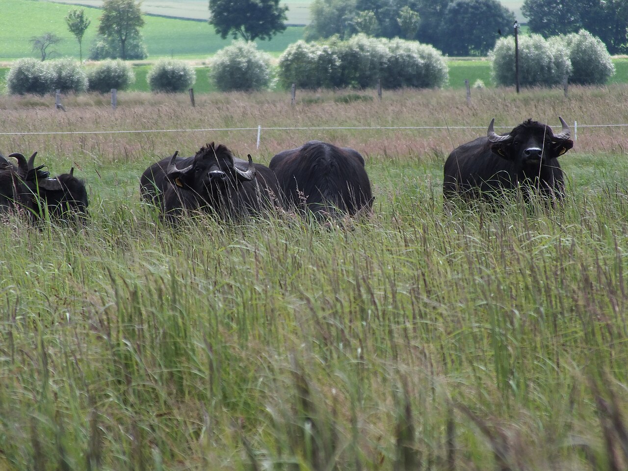 Die Wächter der Salzwiese – Wasserbüffel im Naturschutzgebiet Salzwiese Barnstorf (NSG BR 010)