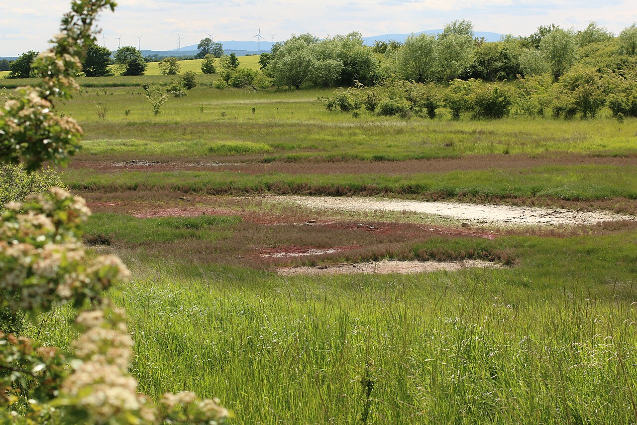 Salzwiese mit Quellerfluren