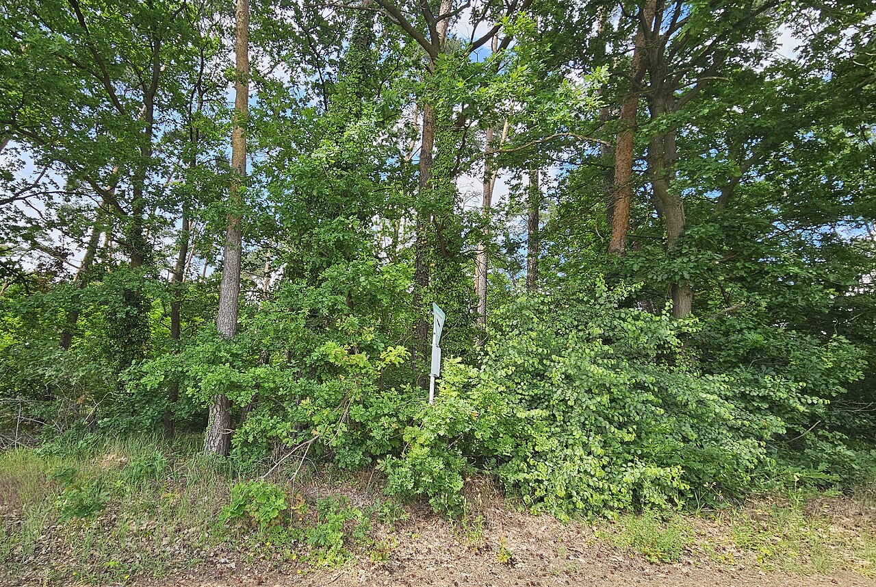 Blick in das Naturschutzgebiet Sande am Tannenbusch bei Kleinlangheim