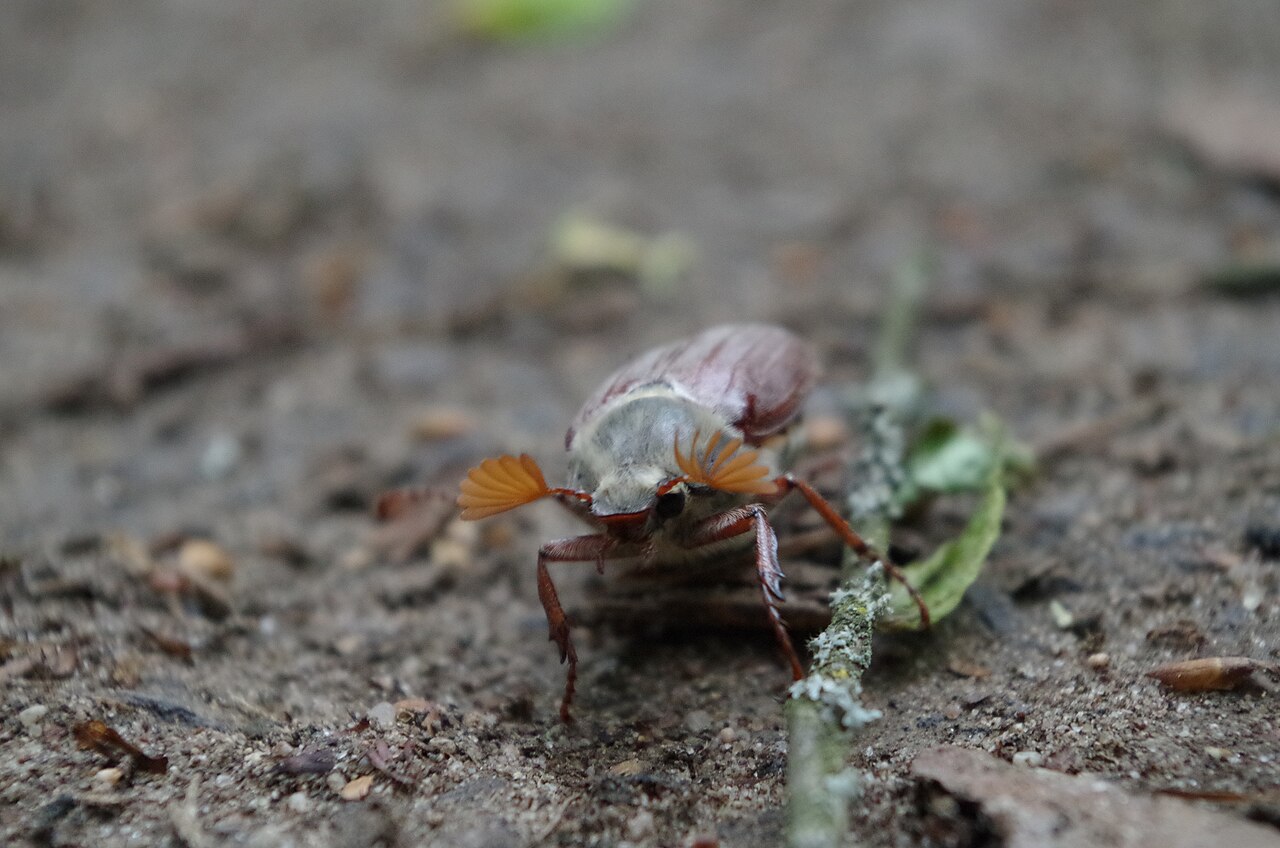 a male cockchafer (Melolontha melolontha), the sex is easily distinguished through the size of the Antennae