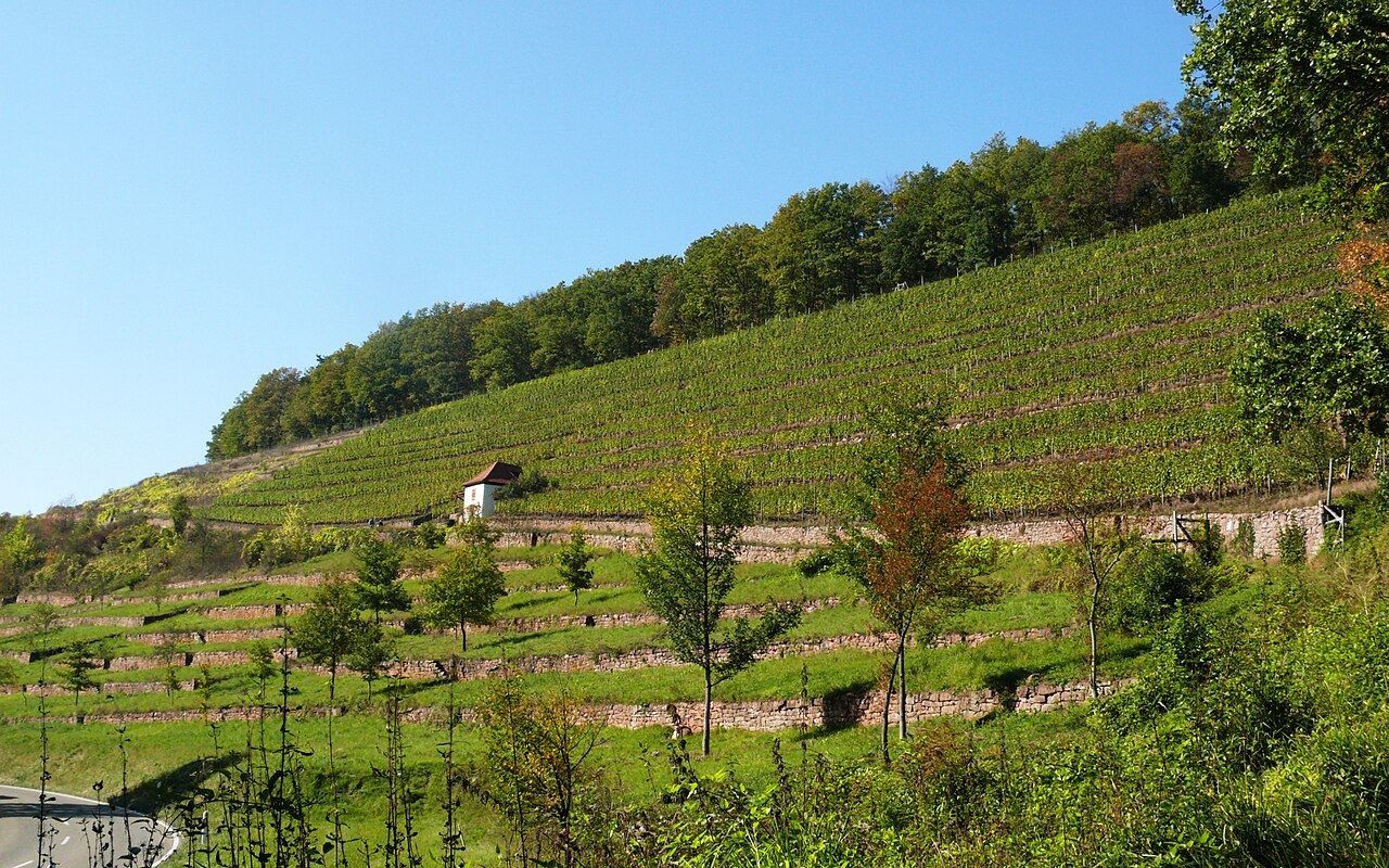 Satzenberg bei Wertheim