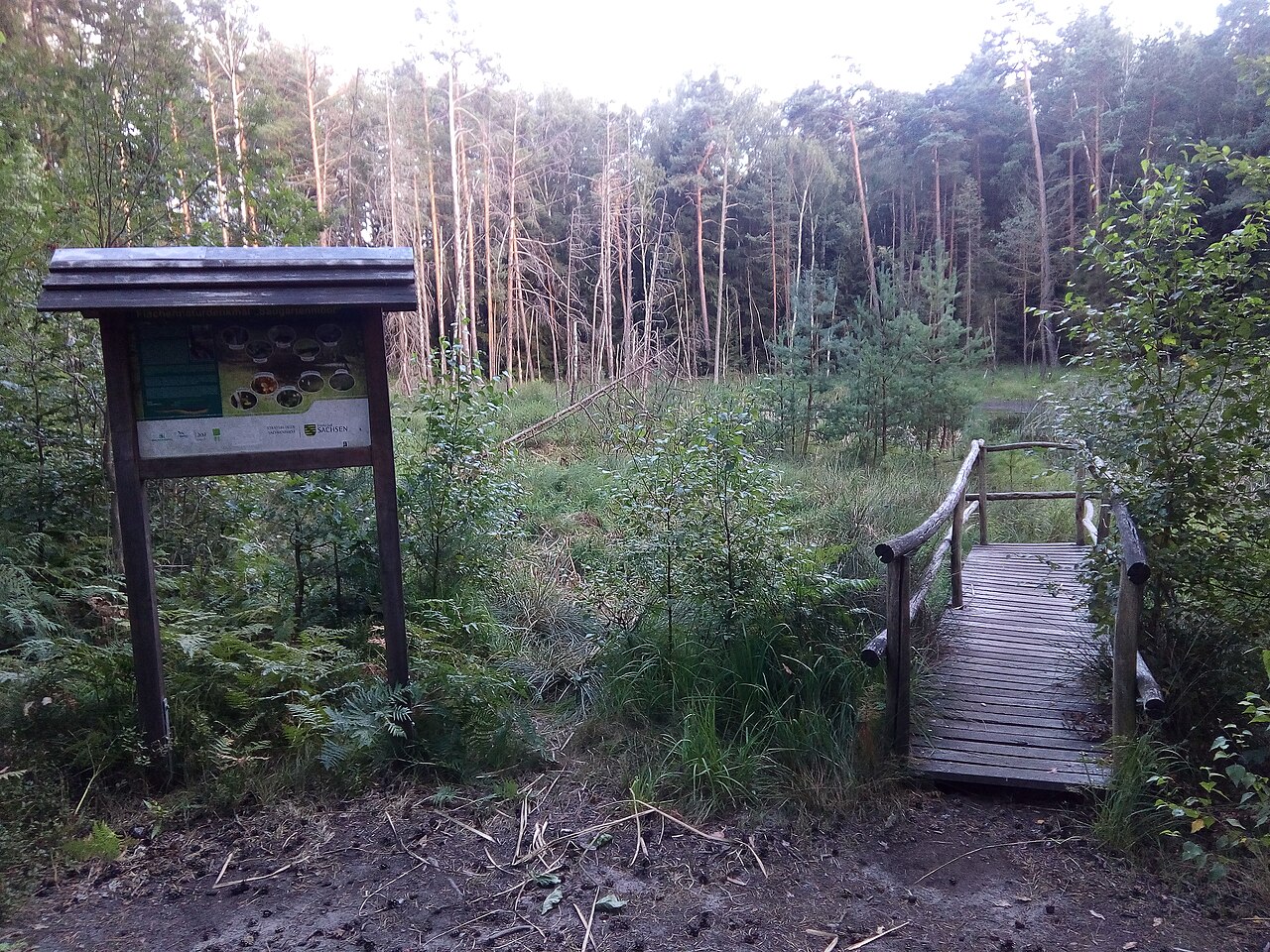 Das Saugarten-Moor mit Steg und Infotafel