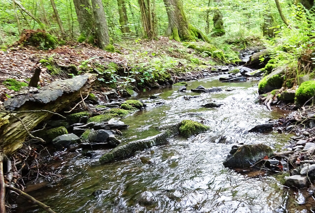 Naturschutzgebiet Saure Epscheid in Breckerfeld (NRW) Deutschland