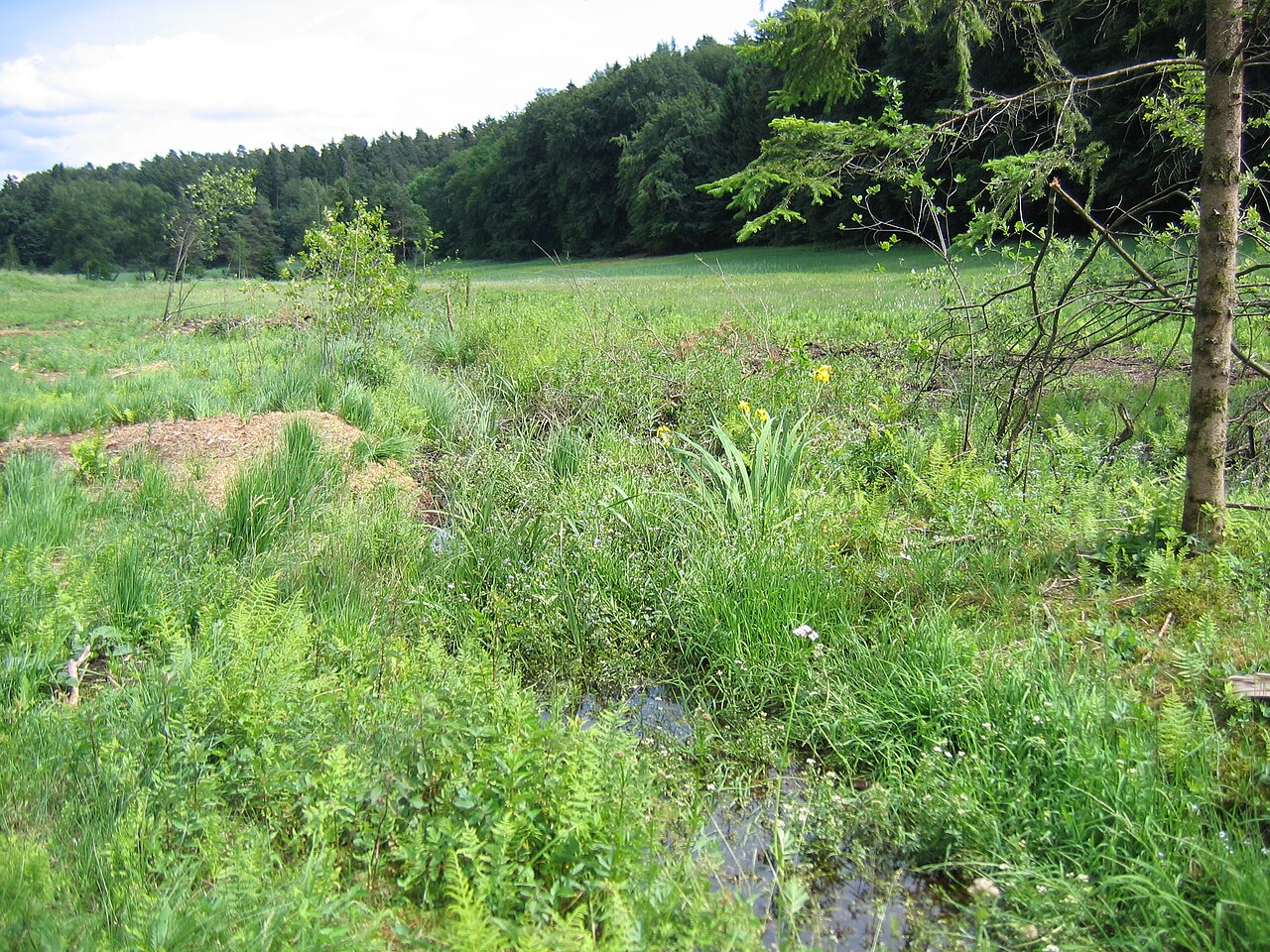 Germany - Baden-Württemberg - Bodenseekreis - Kressbronn am Bodensee: nature reserve "Schachried"