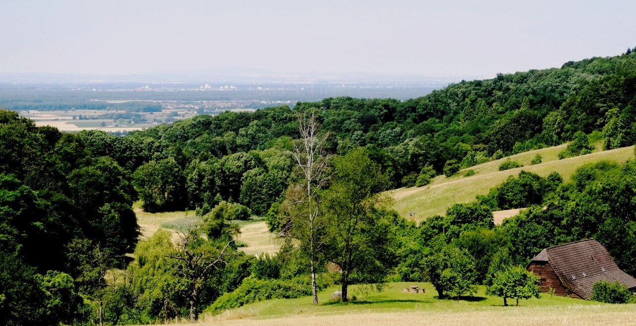 Blick vom Waldnerturm auf das NSG Schafhof-Teufelsloch