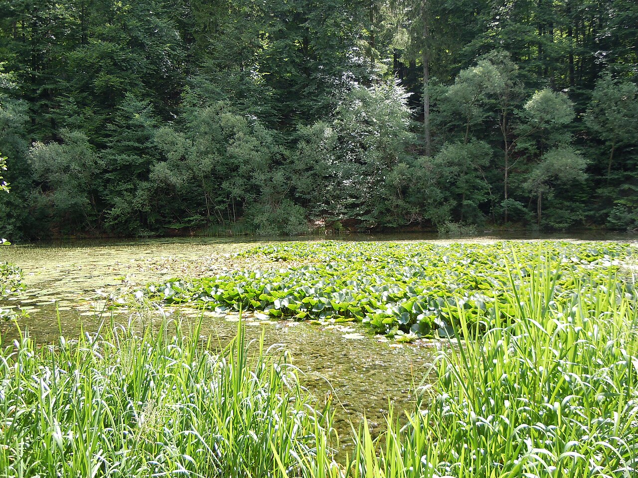 Naturschutzgebiet "Schaichtal" (Schutzgebiets-Nr