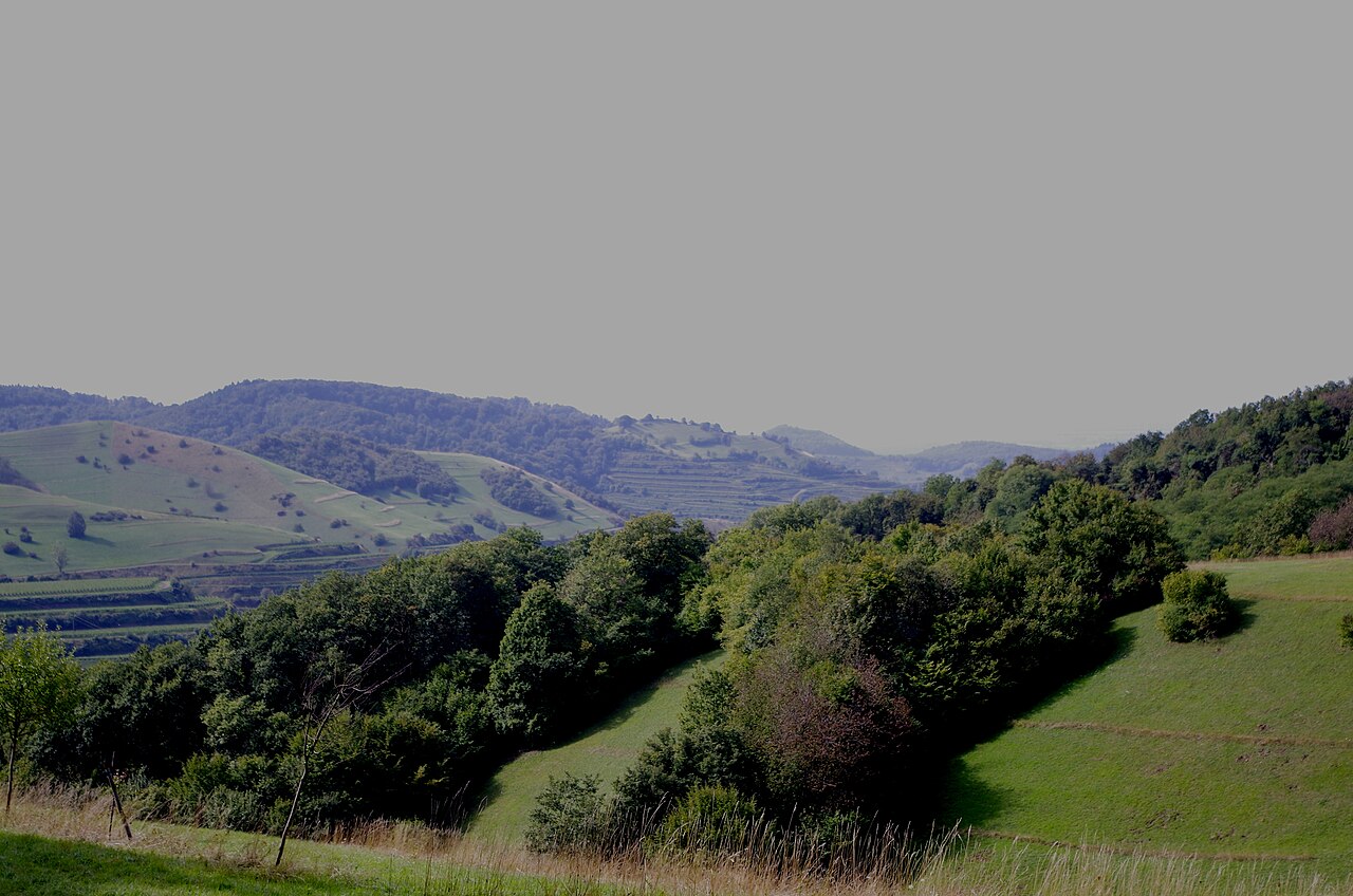 backside of Scheibenbuck Bluttenbuck