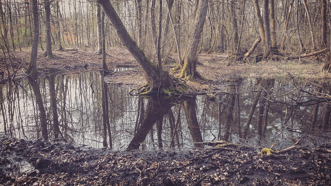 Das Bild zeigt die Schifflache im Naturschutzgebiet „Schifflache bei Großauheim“