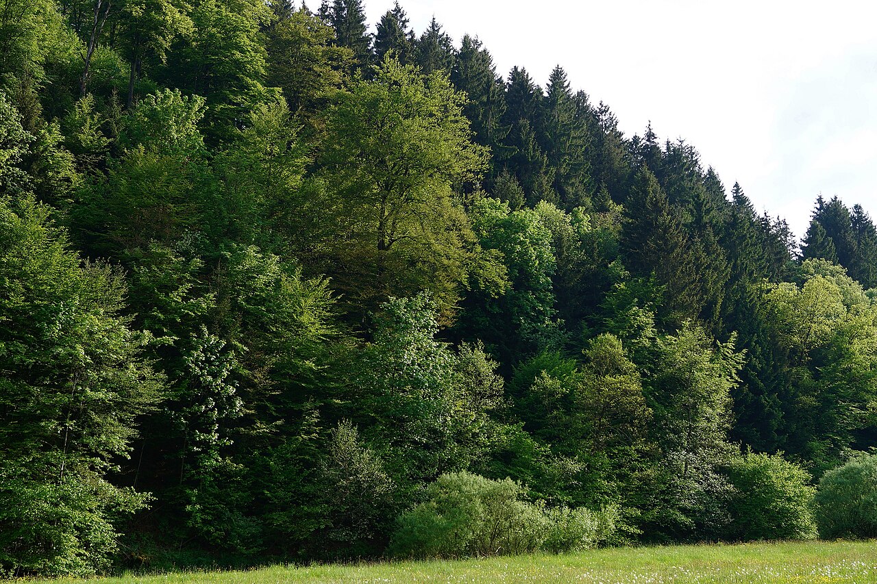 Naturschutzgebiet Schluchtwald am Flusslauf der Lenne bei Schmallenberg-Hundesossen (Germany)