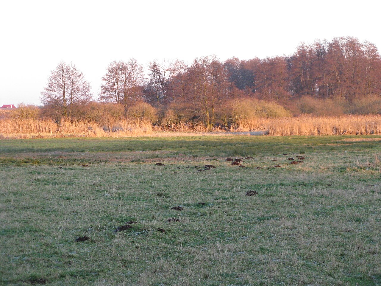 Schmiedebruch