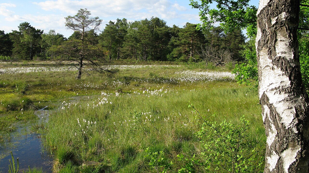 Schnaakenmoor