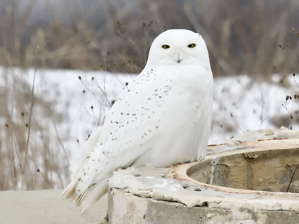 Adult male Snowy Owl Bubo scandiacus , Muskegon Co