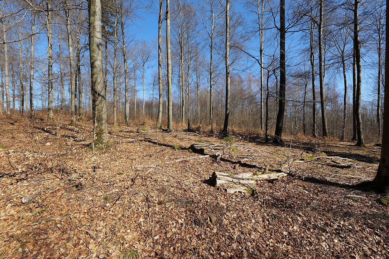 Schepferkopf im Spessart in Steinau an der Straße