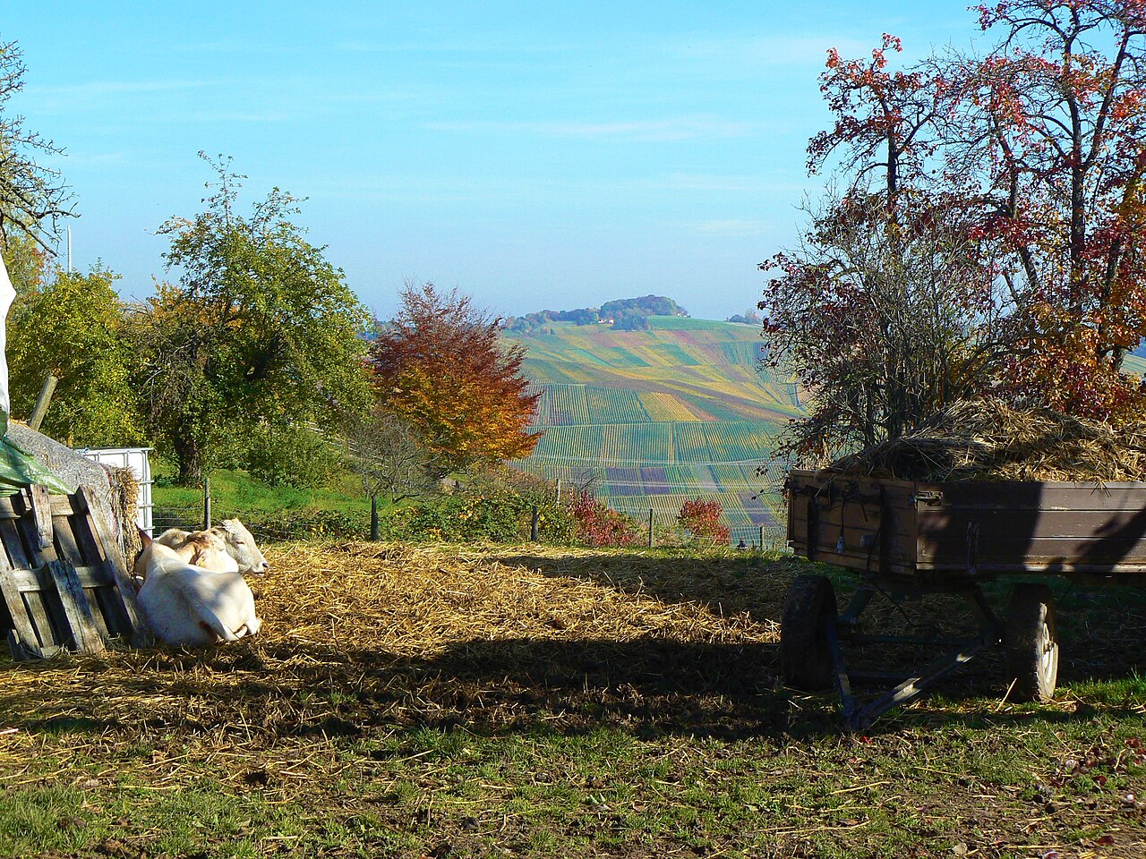 2016-11-01 Weinstadt-Karlstein gegen den Schönbühl