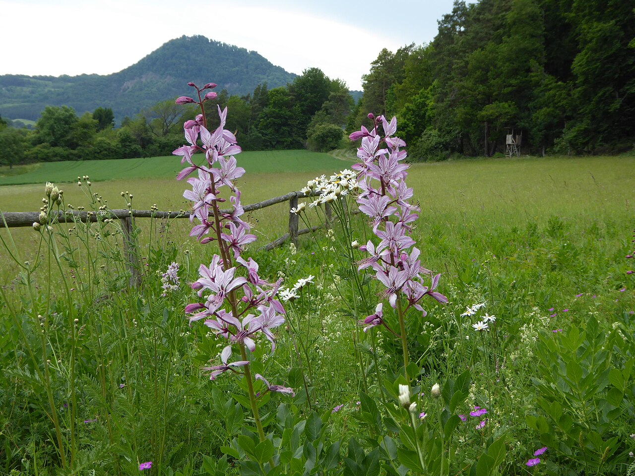 Blick vom Schoren auf den Hohenhewen