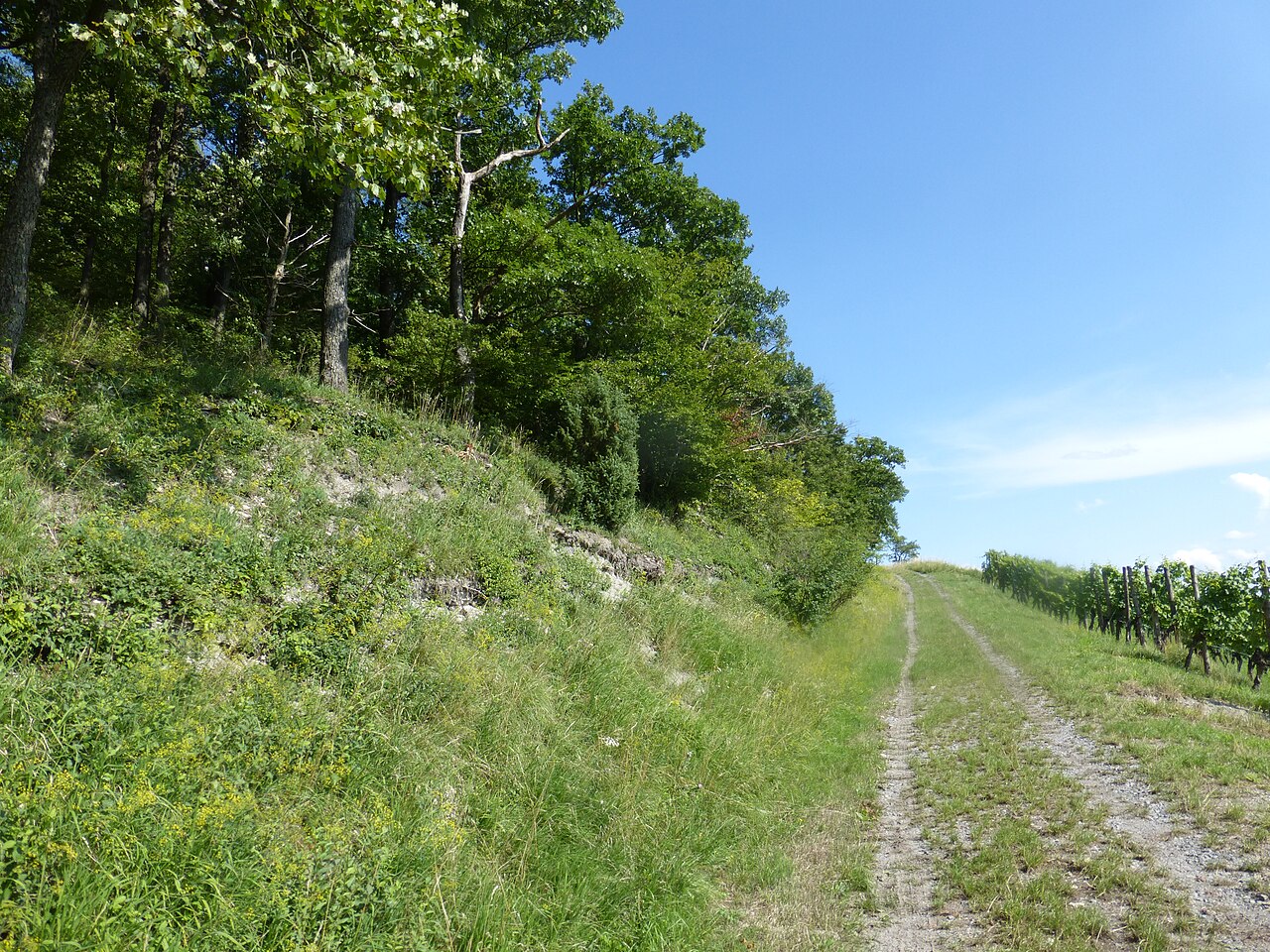 Waldsaum "Schützinger Spiegel" 4