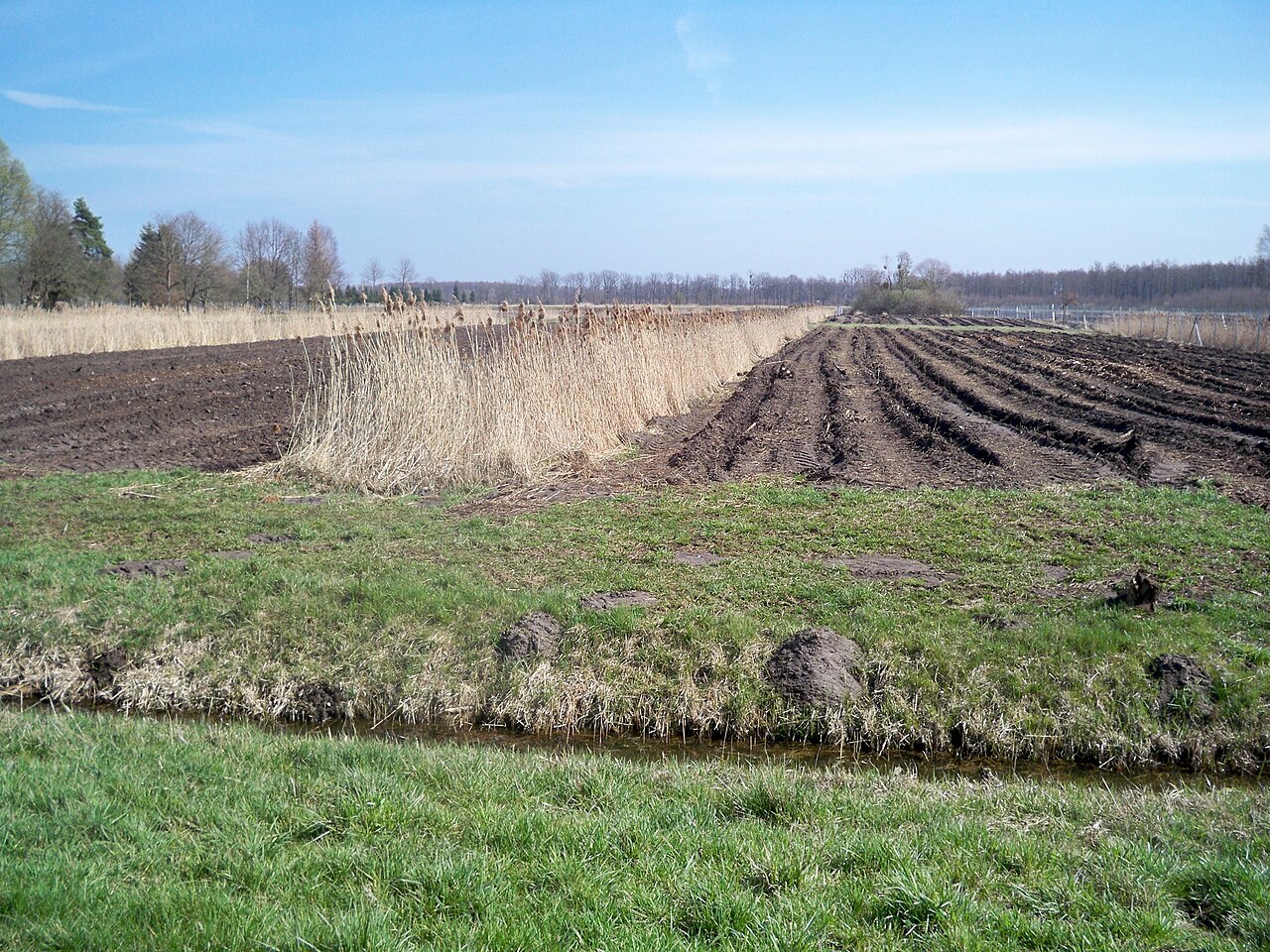 Schulenburgscher Drömling, Parsau, Lower Saxony, nature reserve, initial stage of preparing as such