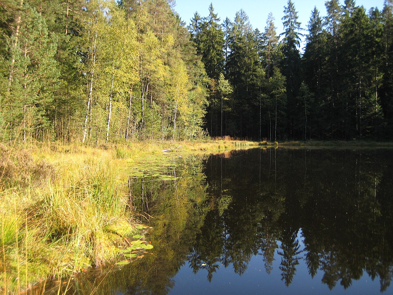 Ufer des Schurmsees im Schwarzwald