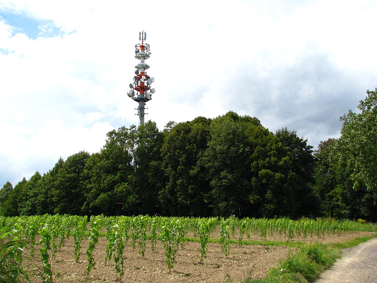 Lindenhain und Sender auf dem Gipfel des Schutterlindenbergs