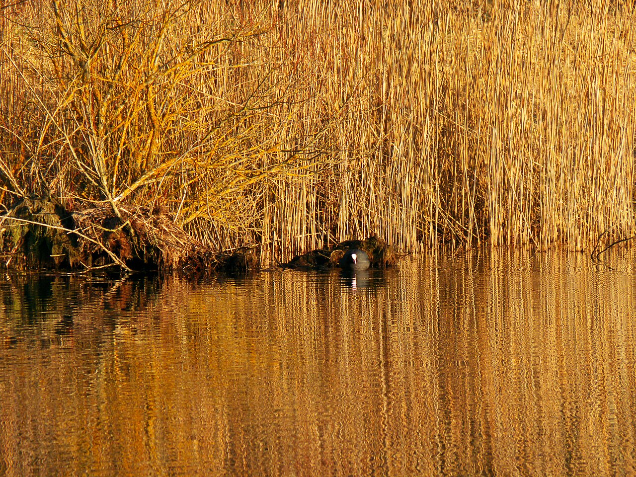 Coot