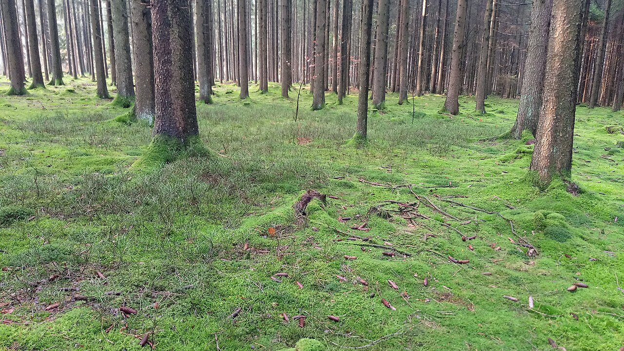 Prostrate shrubs in the nature reserve area "Schwanne-Wald" dominated by spruce trees
