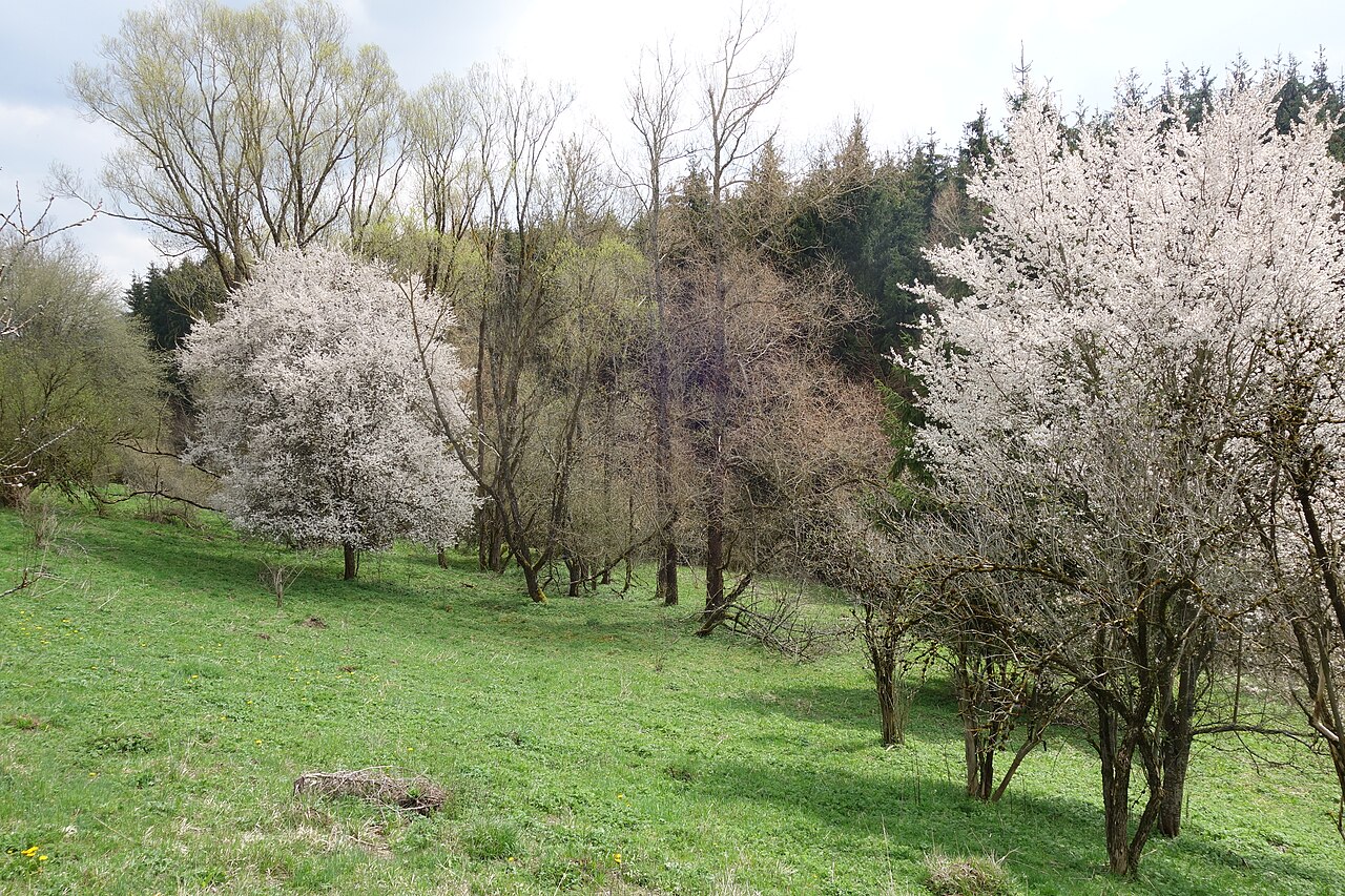 NSG Schwarzenbach