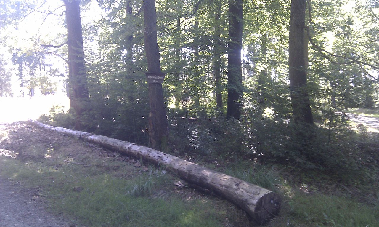 Schwarzer Berg Spessart 521m N