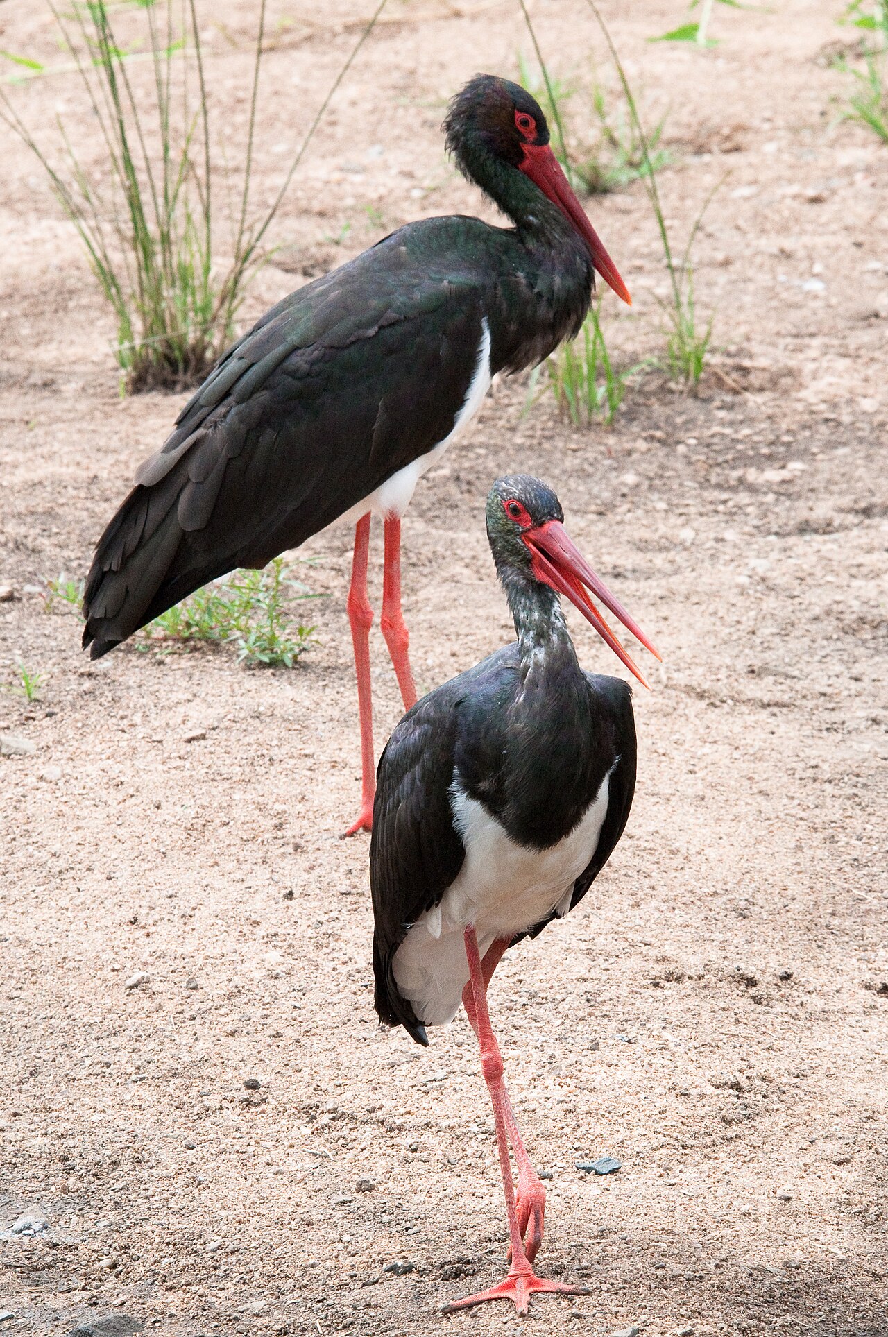 Black Stork in Kruger National Park, South Africa
