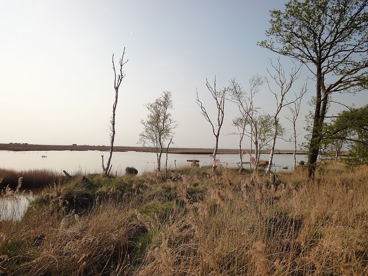 Schwimmendes Moor