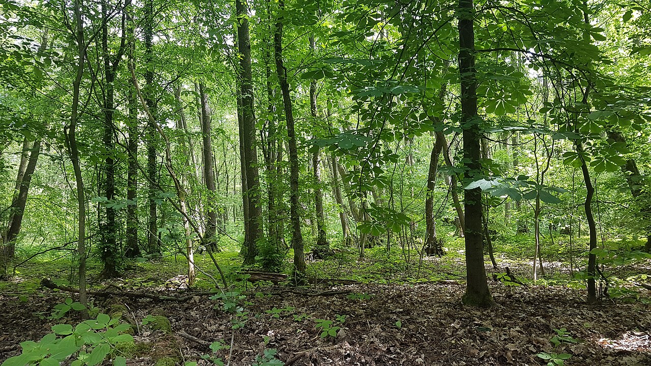 Blick in den Seeburger Fenn