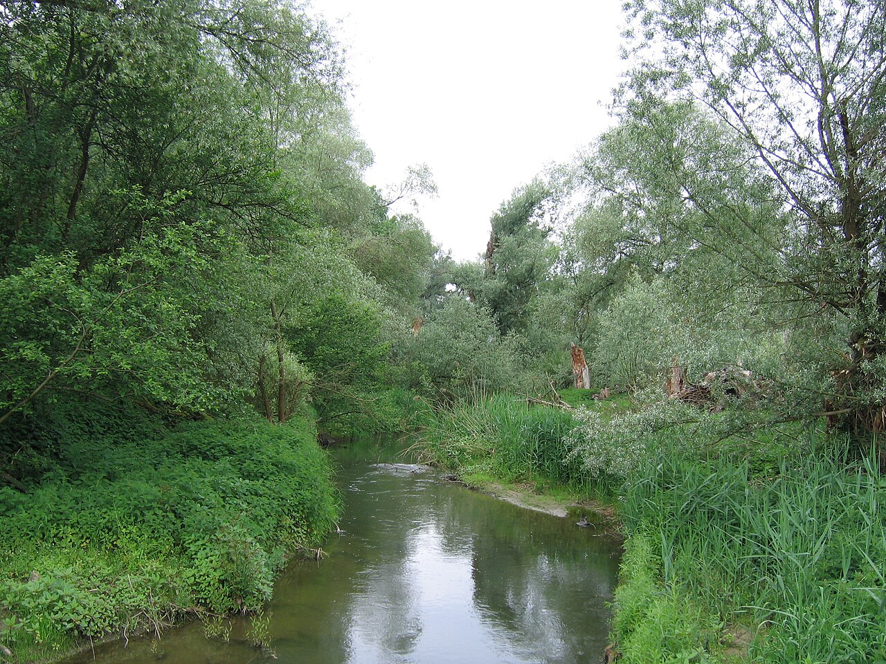 Germany - Baden-Württemberg - Bodenseekreis - Uhldingen-Mühlhofen: nature reserve "Seefelder Aachmündung"