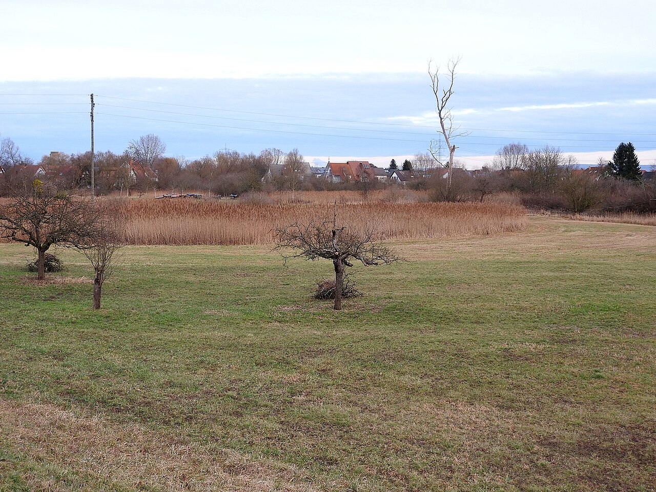 NSG Seitel, Elchesheim-Illingen, 3