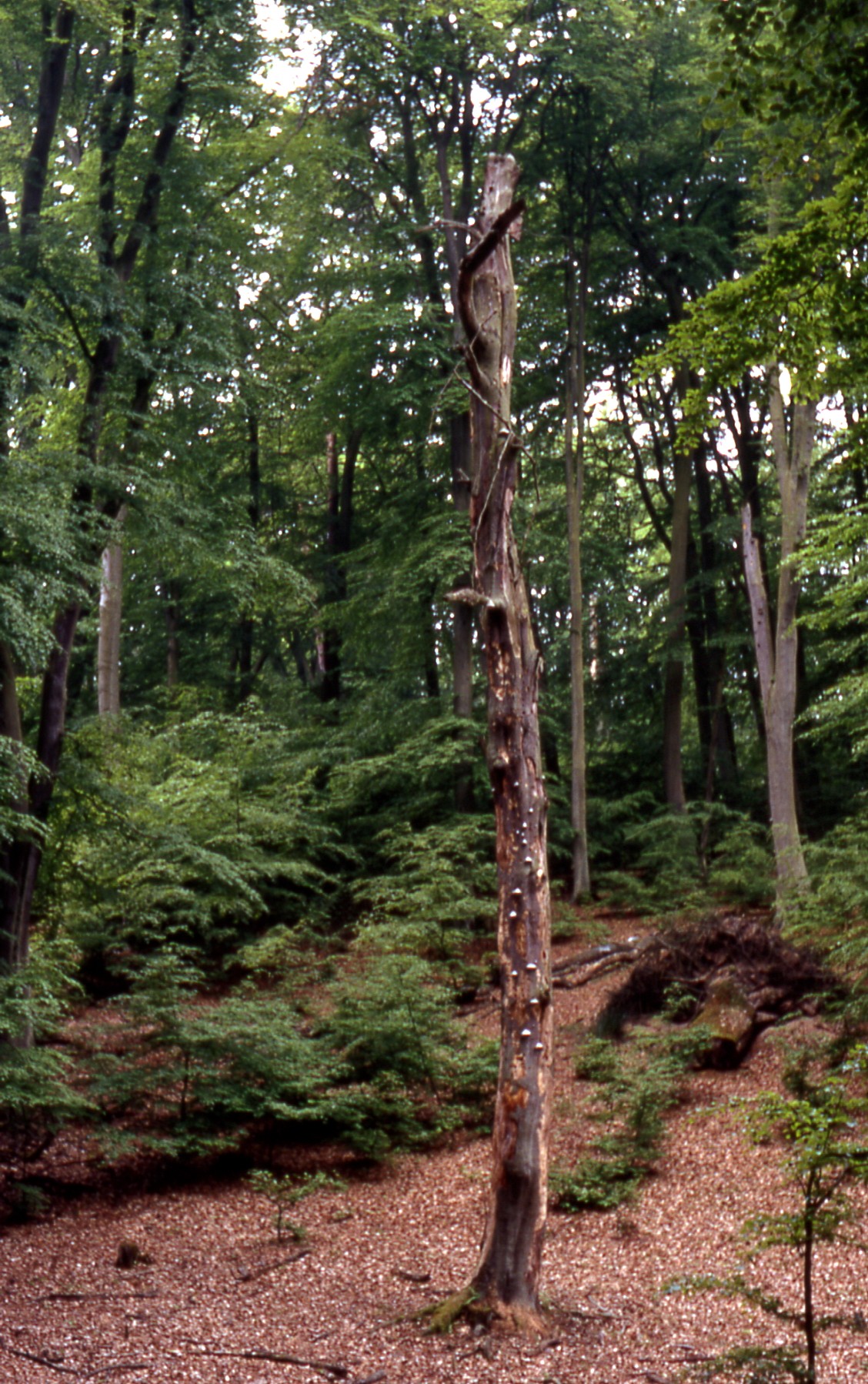 Urwaldartiger Rotbuchenwald mit Totholz im Müritz-Nationalpark , separater Gebietsteil "Serrahn"