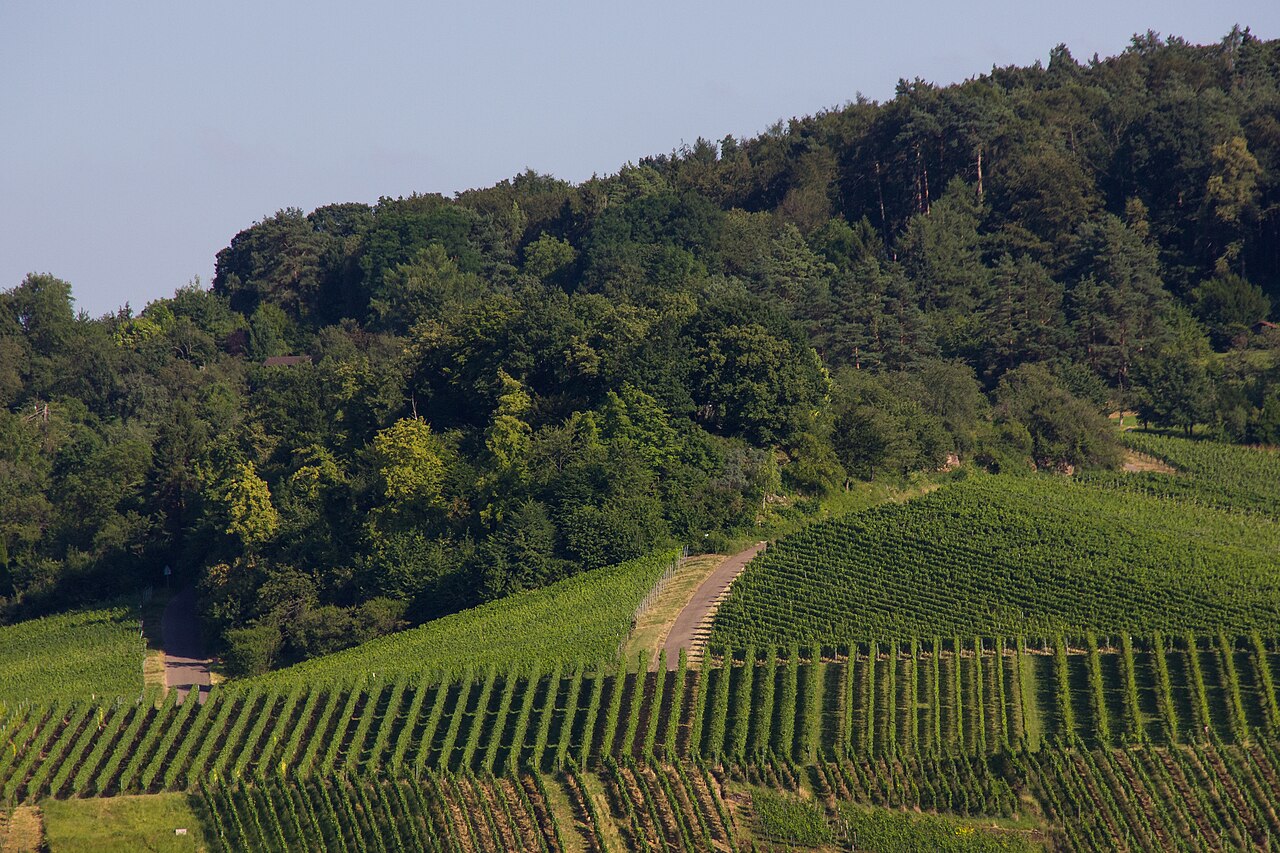 Blick zum flächenhaften Naturdenkmal „ Sieben Linden “ in Kernen-Stetten