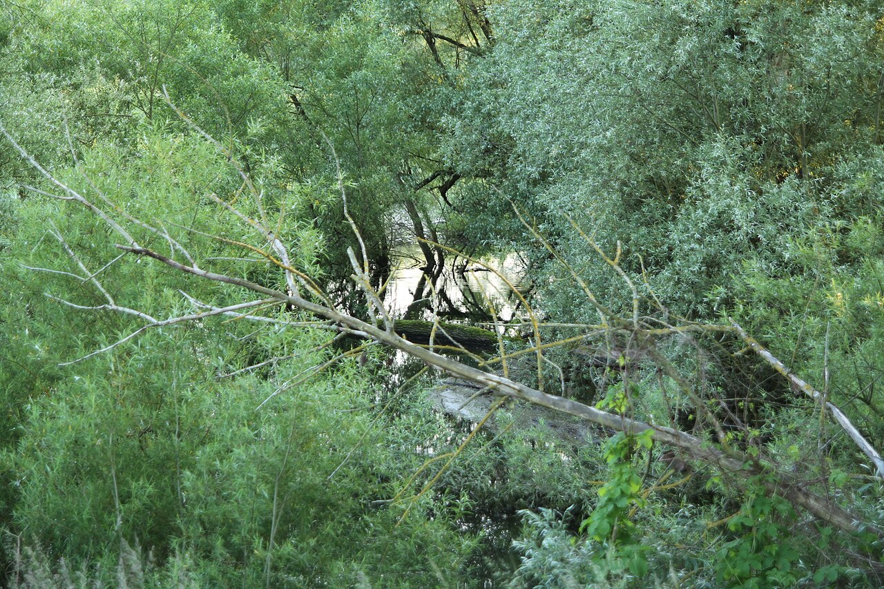 Die Rheinauen am Goldkanal bei Steinmauern