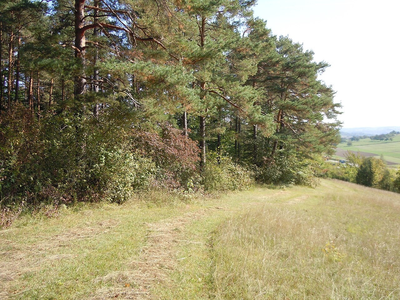 Naturschutzgebiet "Simmozheimer Wald" (Schutzgebiets-Nr