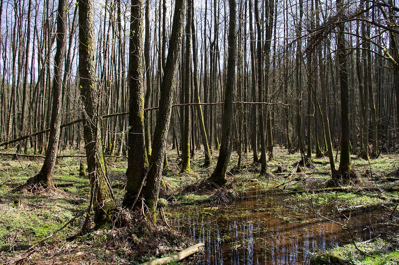 Blick in den unteren Teil des Söhlbruch