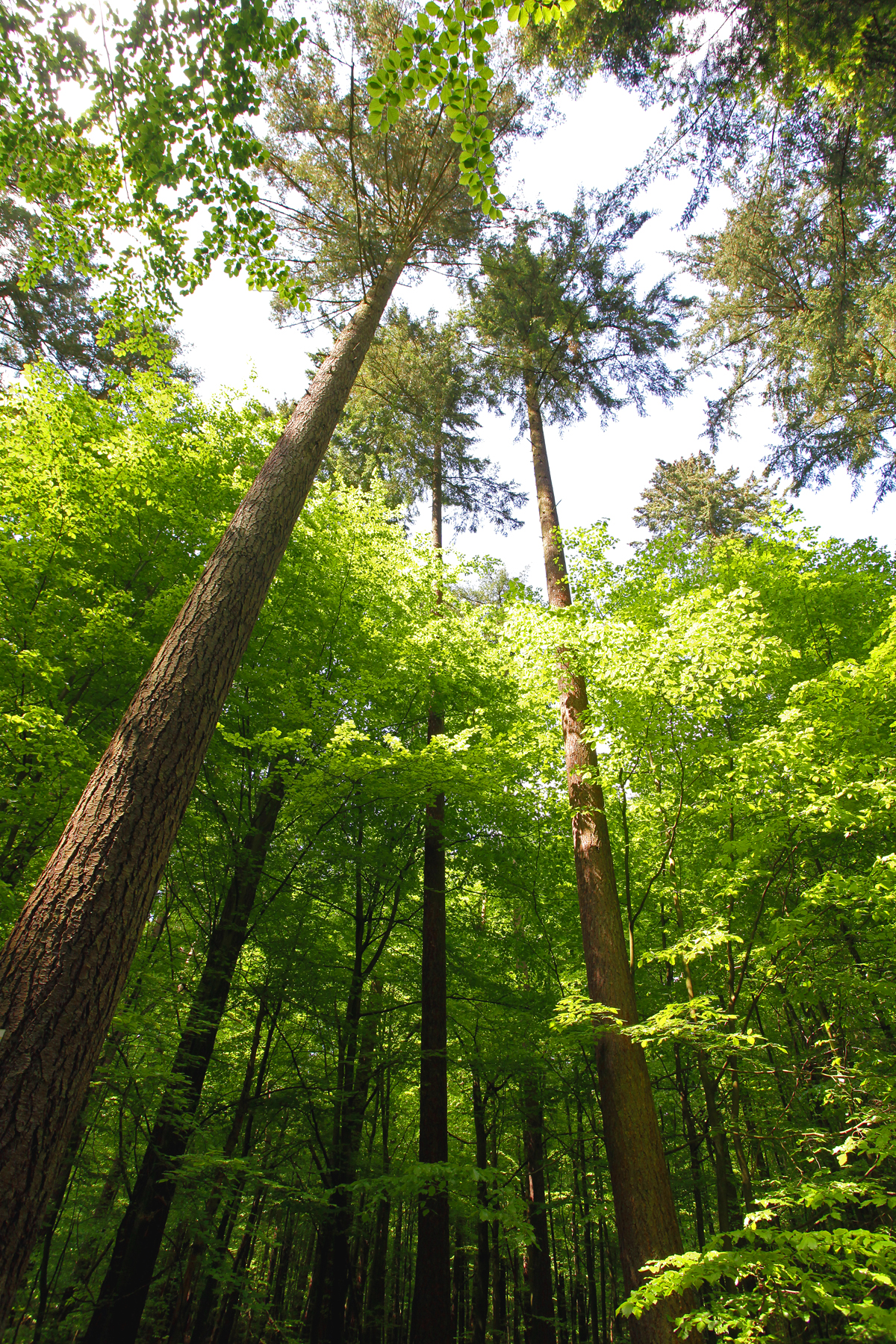NSG Sonnenberg bei Parchim, Douglasienwald