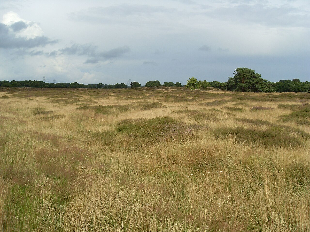 The nature reserve Sorgwohld