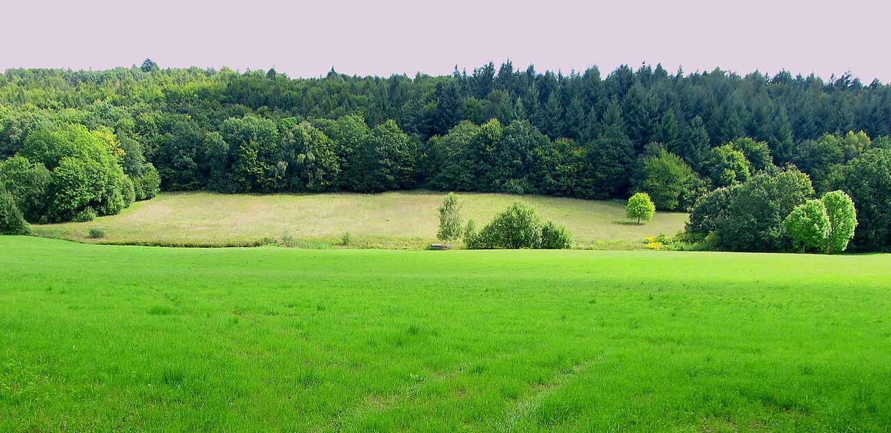 Rodungsinsel Naturschutzgebiet Sotten (Rhein-Neckar-Kreis)