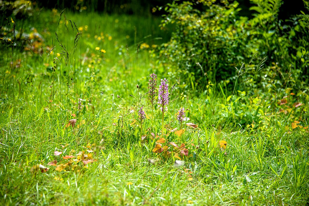 Foto von Sotzenhauser Heide