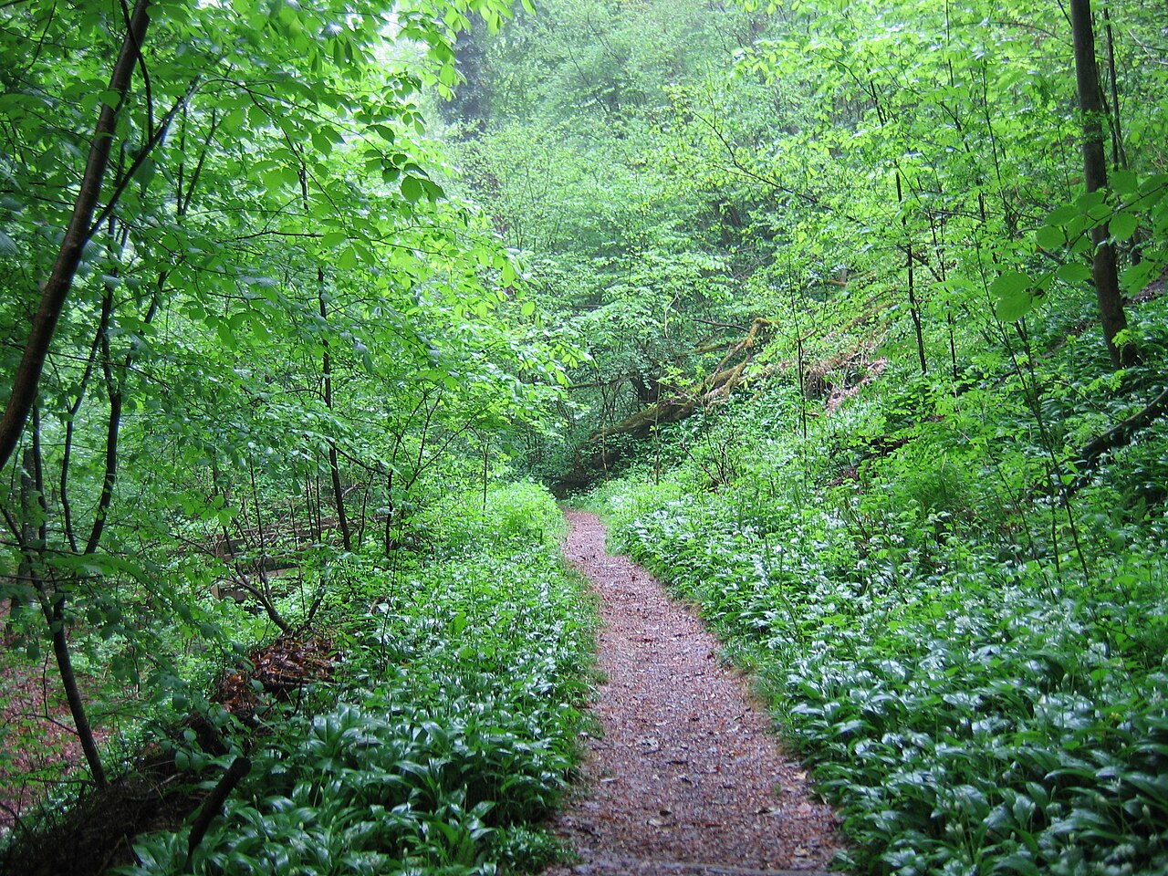 Germany - Baden-Württemberg - Bodenseekreis - Überlingen: nature reserve "Spetzgarter Tobel"