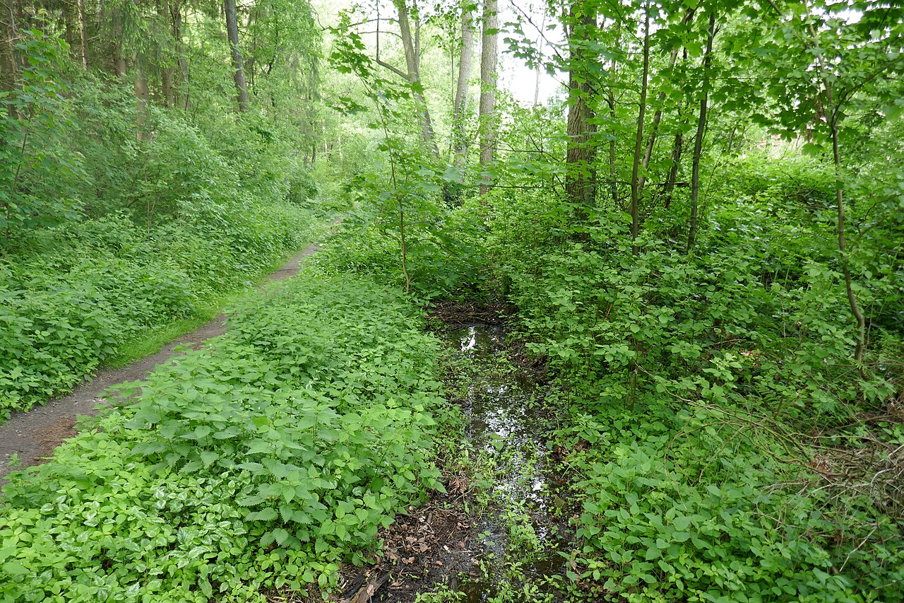 NSG Sprungbach Mittellauf in Bielefeld
