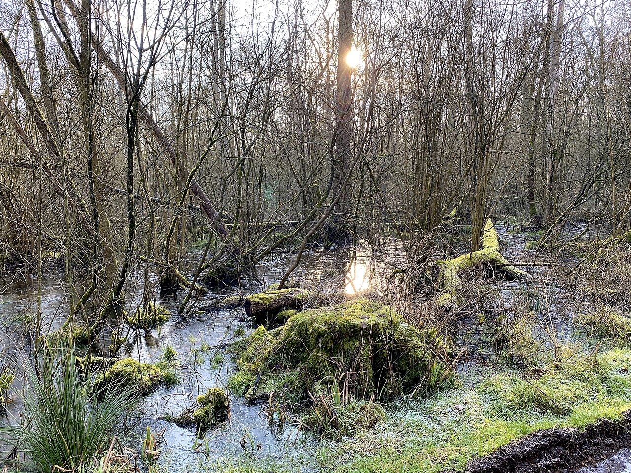 ⁨NSG Staatswald Rengering⁩, ⁨Warendorf⁩, ⁨NRW, ⁨D