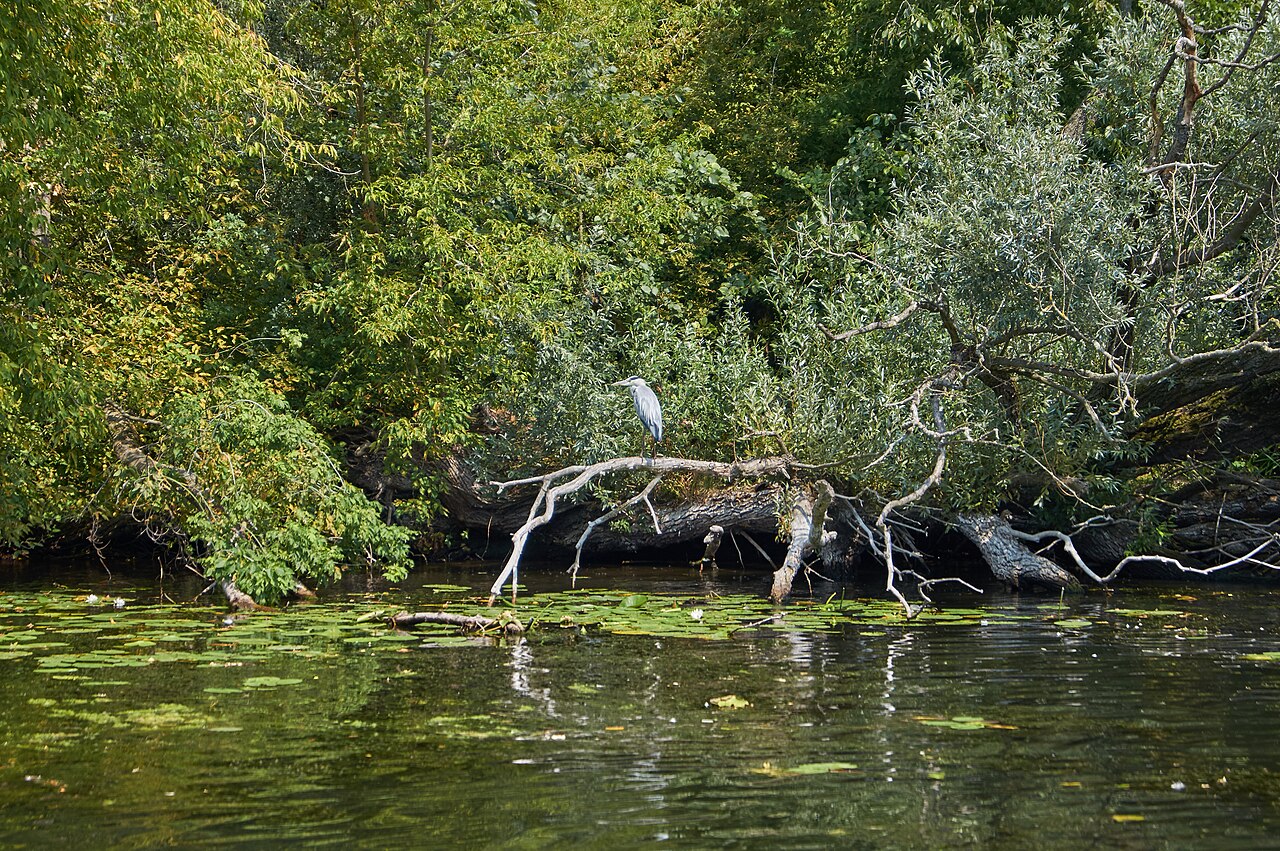 Naturschutzgebiet Stadthavel mit Graureiher