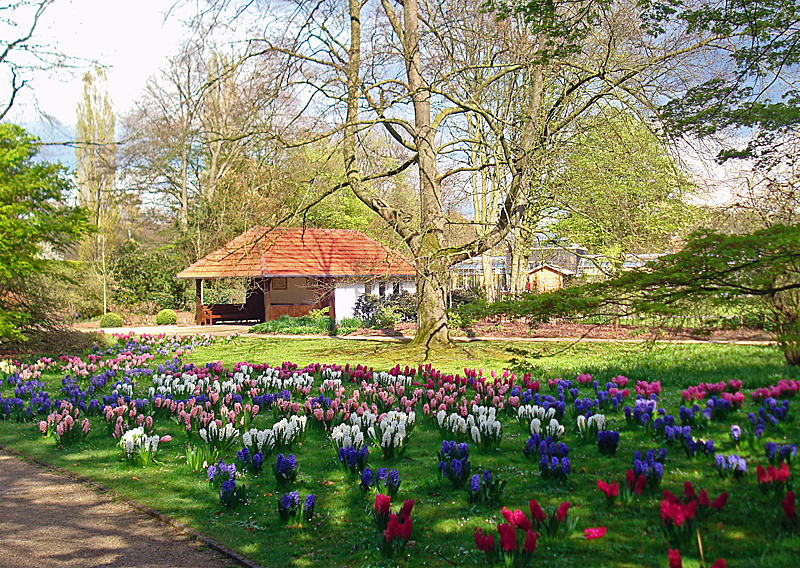 Hyazinthenwiese am alten Eingang des Botanischen Gartens Gütersloh