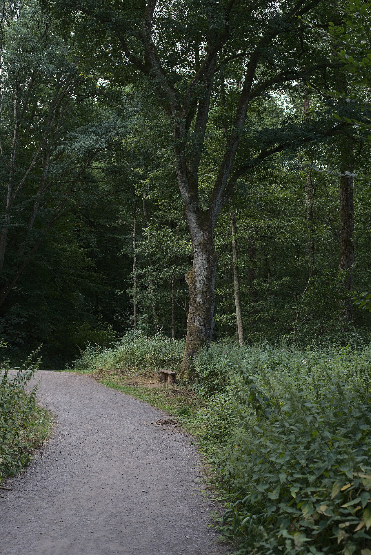 Eine der Stieleichen ( Quercus robur ) der Baumgruppe im Stadtwald Völklingen