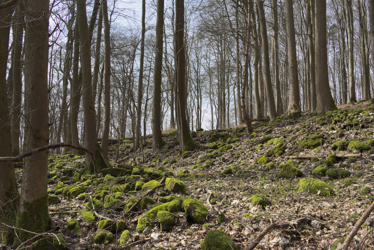 Bronze Age Ringwall in Nature Reserve Stallberg, Hünfeld, Hesse, Germany
